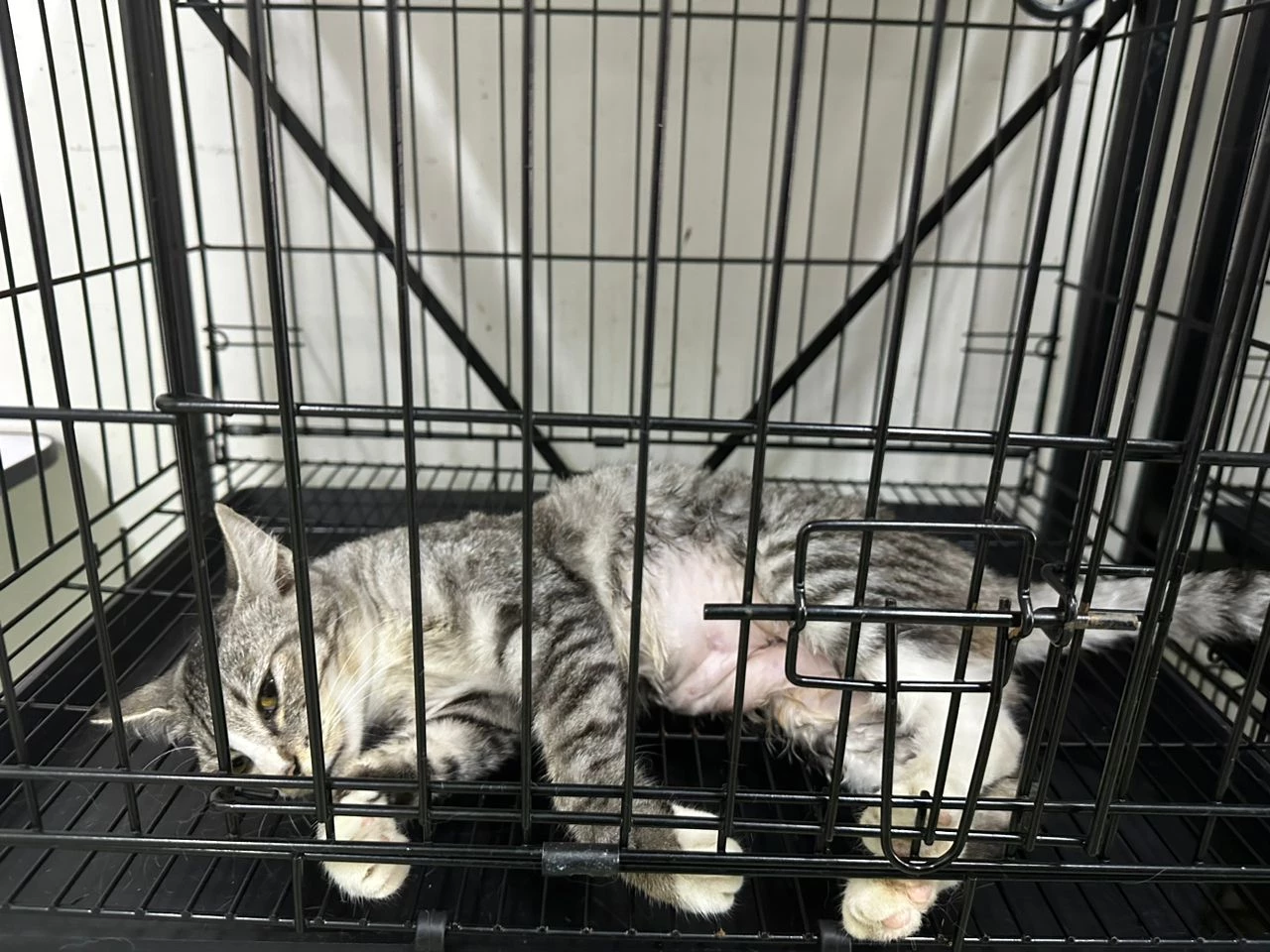 NEUTERING (FEMALE WITH PACKAGE 5 DAY ADVANCE CARE)-img