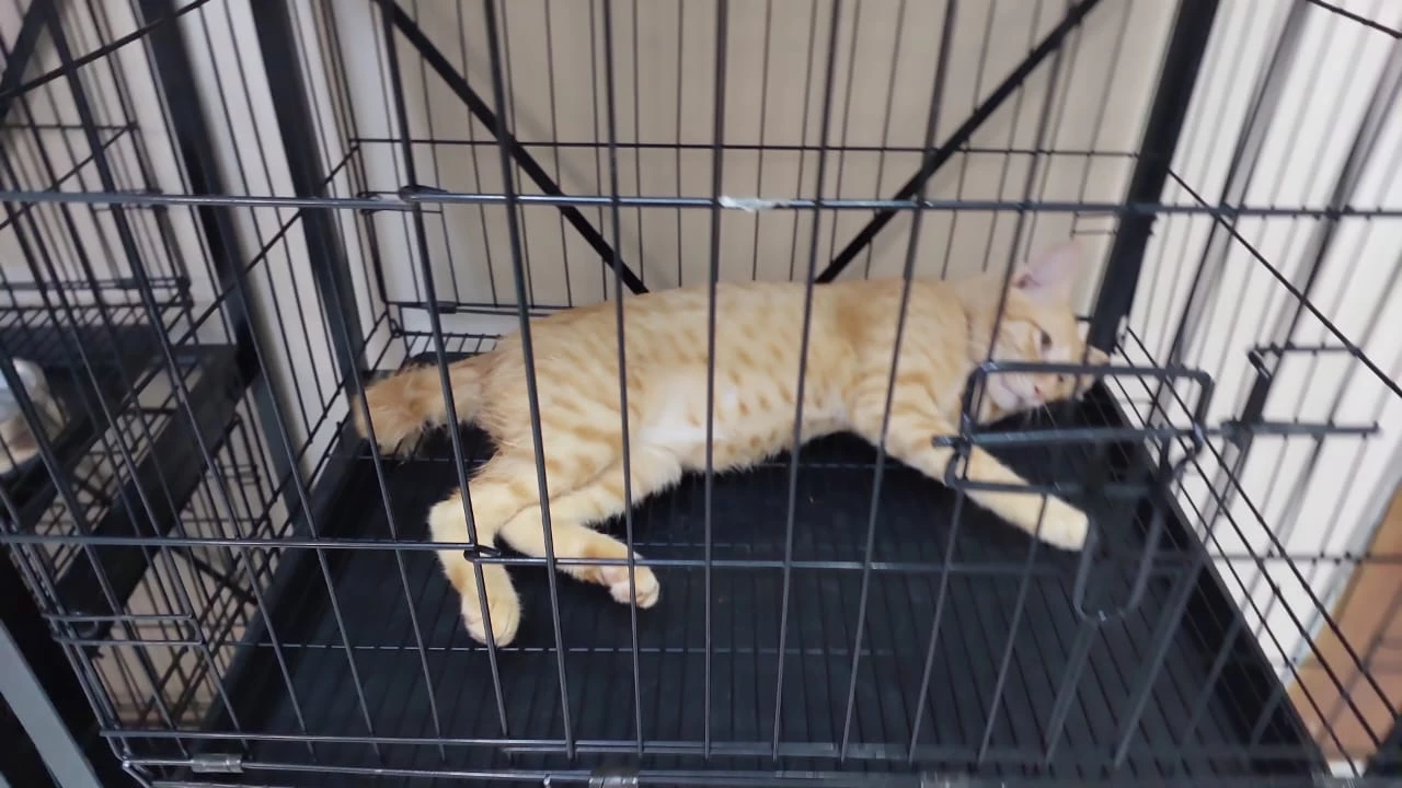 NEUTERING (MALE CAT WITH 3 DAYS ADVANCE CARE )-img