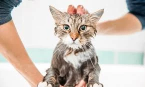 GROOMING & SPA (SALON SHOW)-img