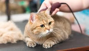 GROOMING & SPA (SALON SHOW)